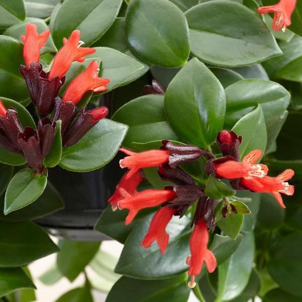 Mona Lisa Lipstick Plants