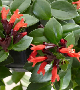 Mona Lisa Lipstick Plants