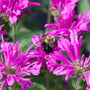 close up of pollinator enjoying monarda plant