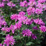 field of Monarda Petite Delight purple flowers summer garden