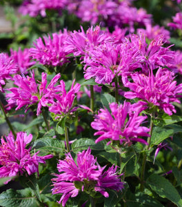 Monarda Petite Delight