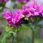 support the bees by planting monarda (bee balm)