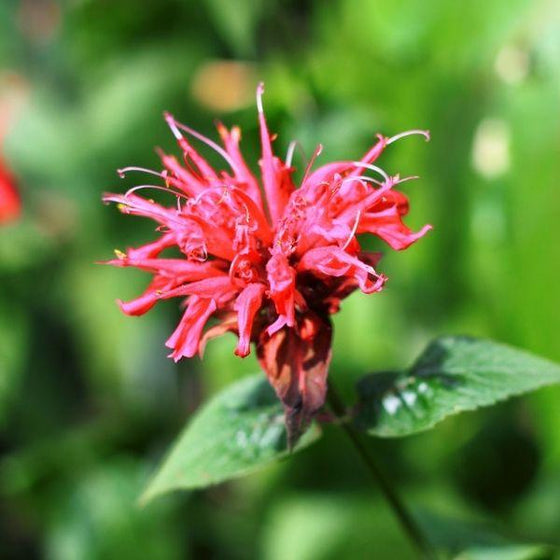 close up of one red flower and green foliage on monarda raspberry wine perennial with blurred foliage background