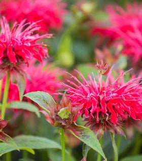 Monarda Raspberry Wine