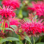 Monarda rasbperry wine red flowers close up with blurred background of foliage and flowers