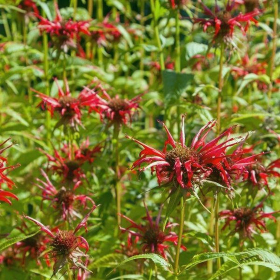 field of monarda raspberry wine flowers on long green stems