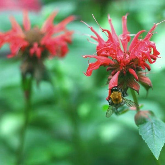 2 raspberry wine flowers on stems with a bee on one flower. Blurred foliage background