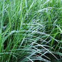 Close-up of Mondo Grass with delicate lilac-white flowers nestled among green blades.