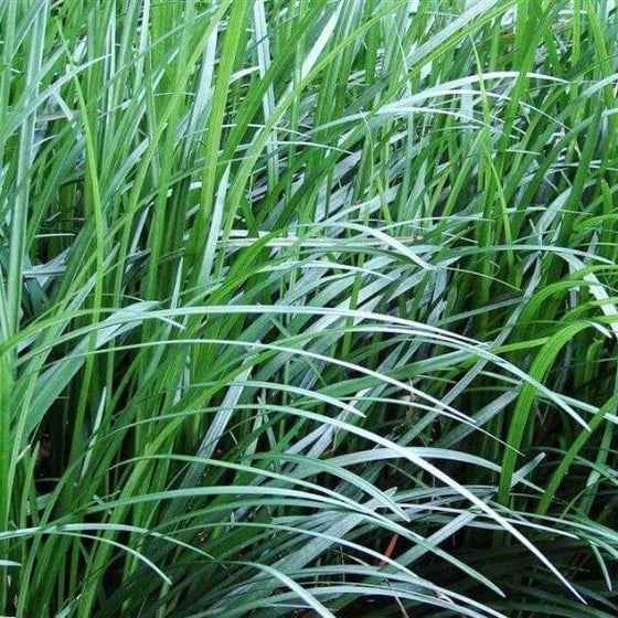 Close-up of Mondo Grass with delicate lilac-white flowers nestled among green blades.