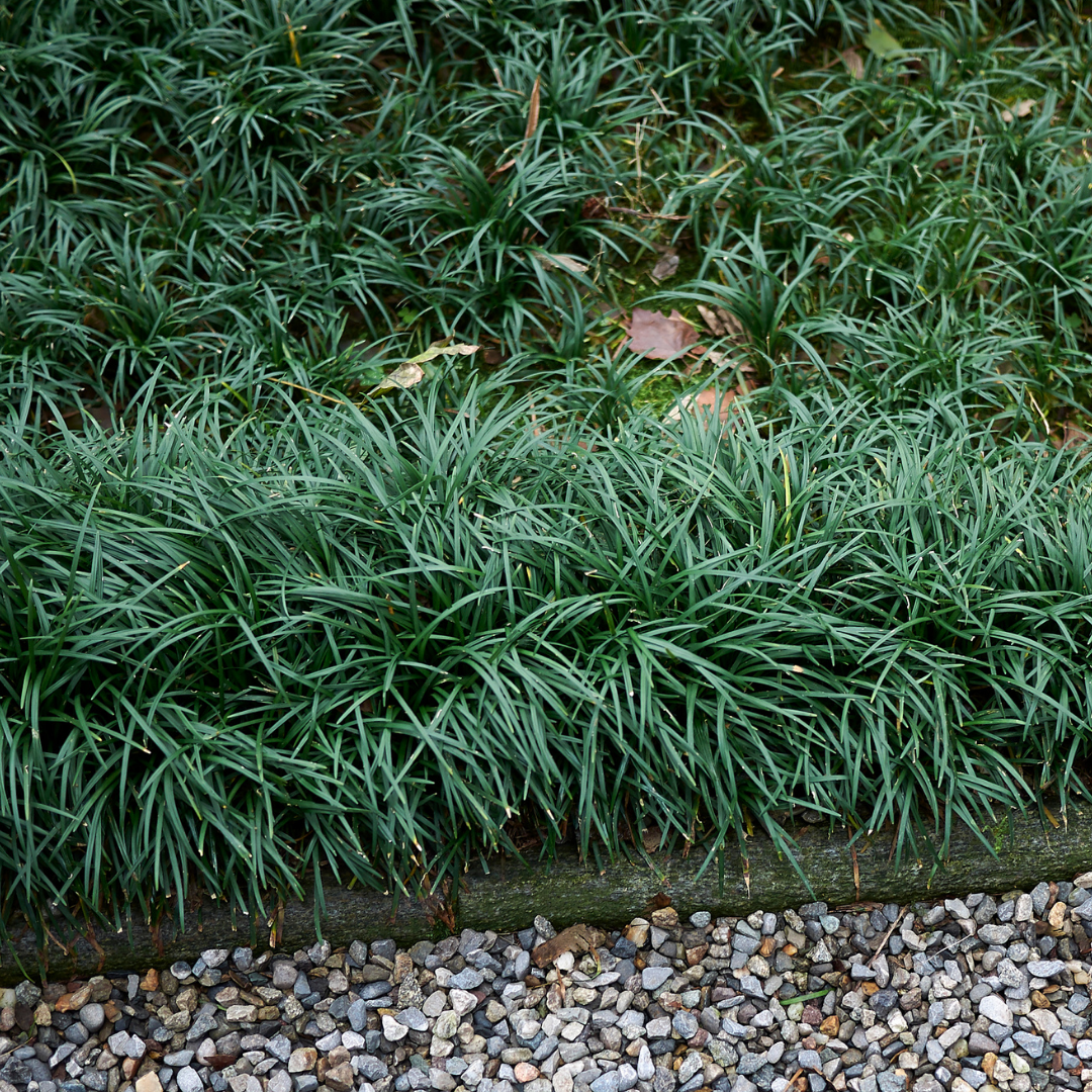 Mondo Grass Border mondo-grass-border