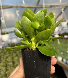 Money Maker' Jade Succulent