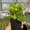 thick green leaves on money maker jade succulent plant