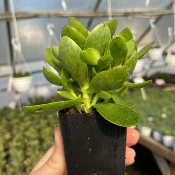 thick green leaves on money maker jade succulent plant