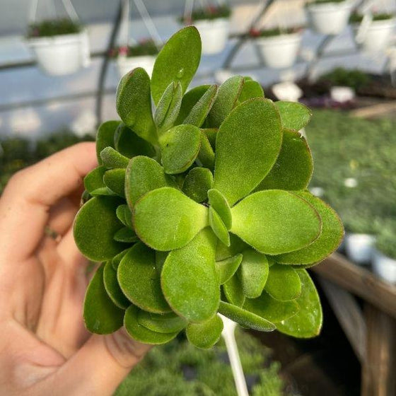 top view of lush foliage on money maker jade succulent