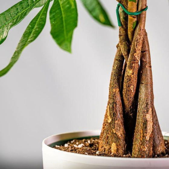 Money Tree braided-trunk