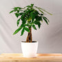 Braided Trunk Money Tree plant in white pot
