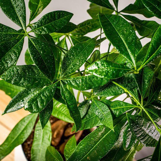 Money Tree, Pachira aquatica Tropical Houseplant brings good luck