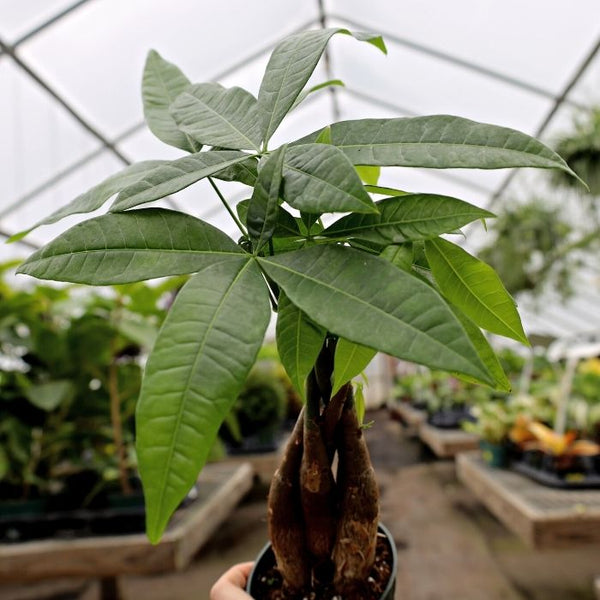 Real Money Tree Plant