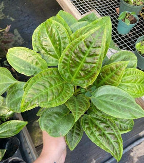 Monolena Primuliflora