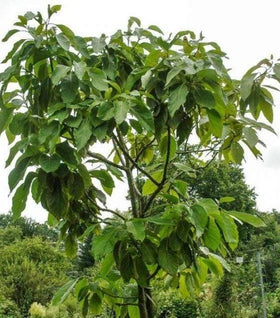 Monroe Avocado Tree