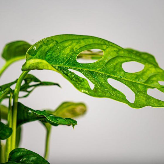 detailed view of swiss cheese vine