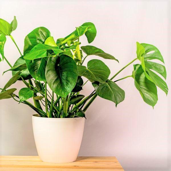 Monstera deliciosa (6in+) 6in