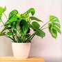 split leaf monstera in a white pot