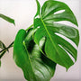 Split Leaf Philodendron monstera for sale online