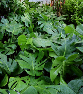 Monstera deliciosa (Swiss Cheese Plant)