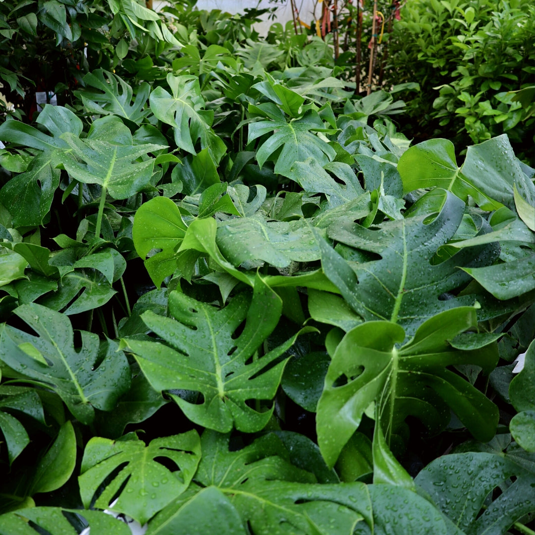 split leaf monstera plant Monstera deliciosa (6in+) 6in