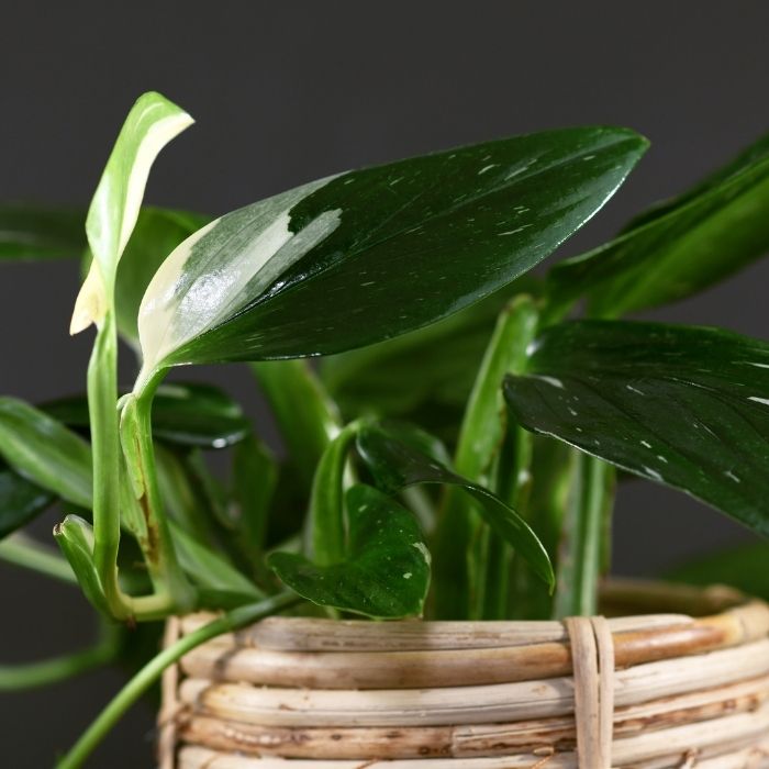 6p! Philodendron Monstera Cobra /Standleyana Albo /Tropical