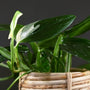 Philodendron Cobra Philodendron great beginner house plant