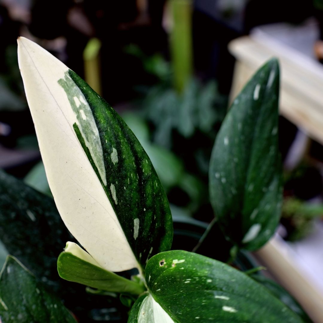 monstera-standleyana-