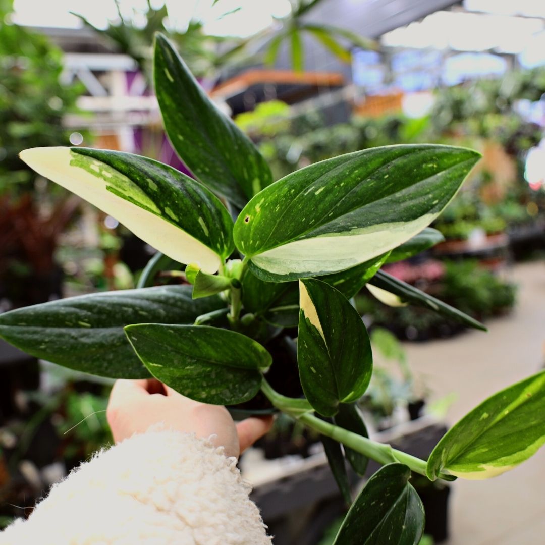 philodendron cobra for sale Monstera Standleyana