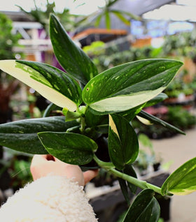 Monstera Standleyana