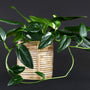 Philodendron Cobra Philodendron easy to care for house plant