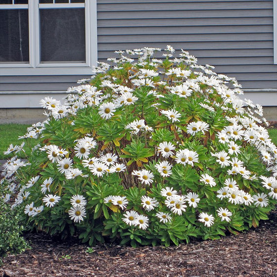 White Montauk Daisy flowers used as late-season color in a sunny perennial border
