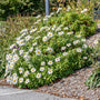 Nippon Daisy perennial planted in a coastal-style garden with full sun and well-drained soil