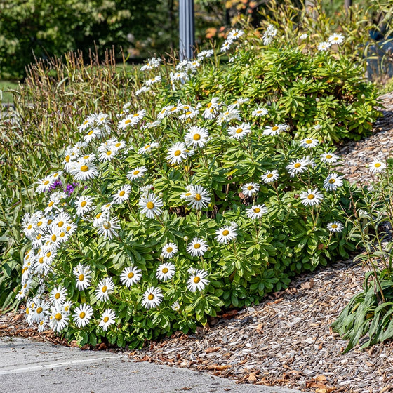 Nippon Daisy perennial planted in a coastal-style garden with full sun and well-drained soil