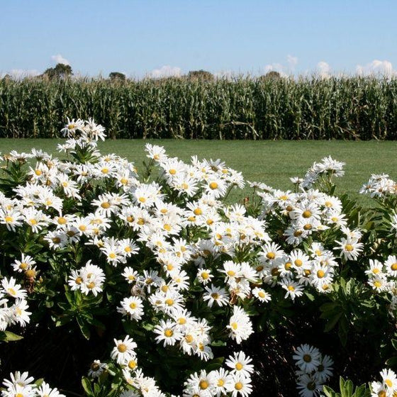large spread of montauk daisy flowers in front of a corn field