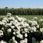 Montauk Daisy plant blooming with large white daisy-like flowers for cut arrangements