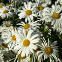 montauk daisy flowers with white petals and yellow centers
