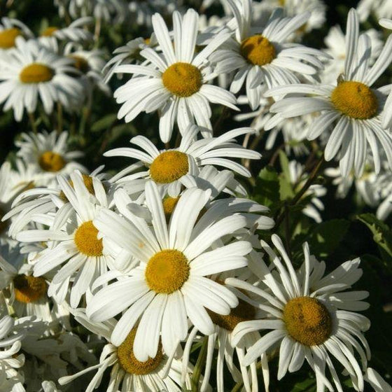 montauk daisy flowers with white petals and yellow centers