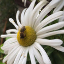 close up of montauk daisy flower with been in the center
