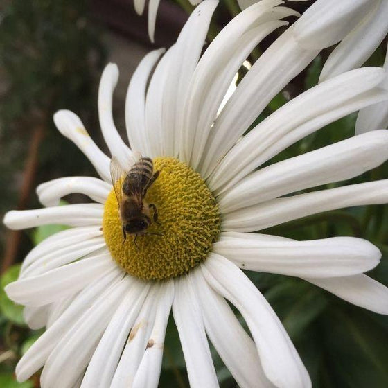 close up of montauk daisy flower with been in the center
