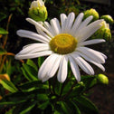 montauk daisy flower close up with white petals and green-yellow center