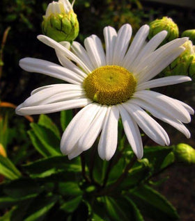 Montauk Daisy