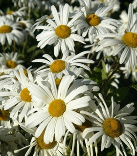 Montauk Daisy