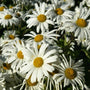 Montauk Daisy flowers with white petals and yellow-green centers blooming in fall