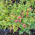 Nandina Moonbay Heavenly Bamboo Shrub's Foliage Transitions from Lime-Green Leaves to Bright Red in Winter